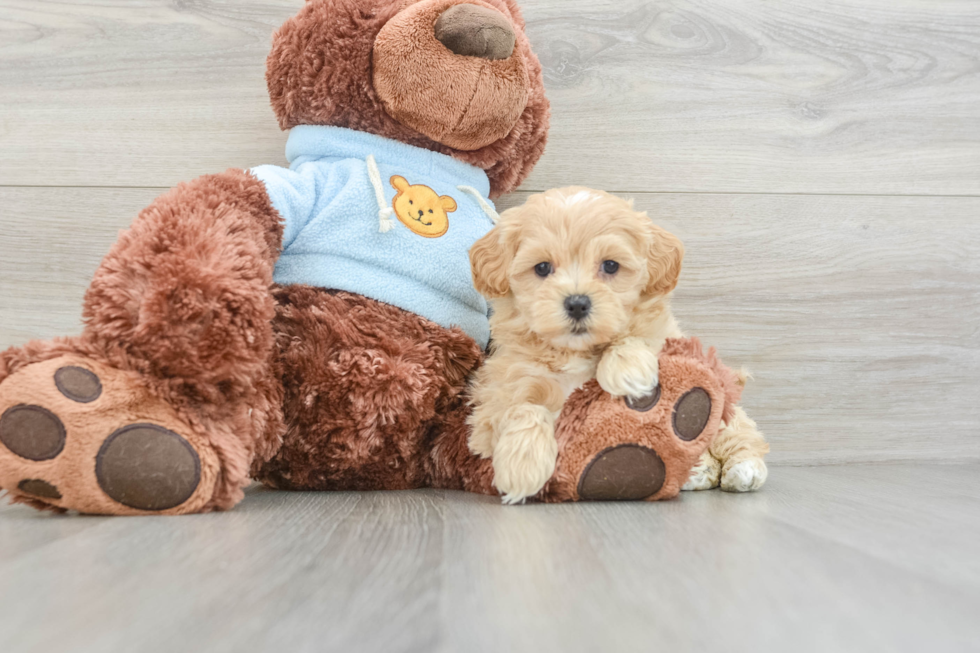 Maltipoo Pup Being Cute