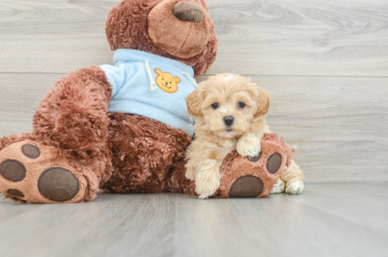 Maltipoo Pup Being Cute