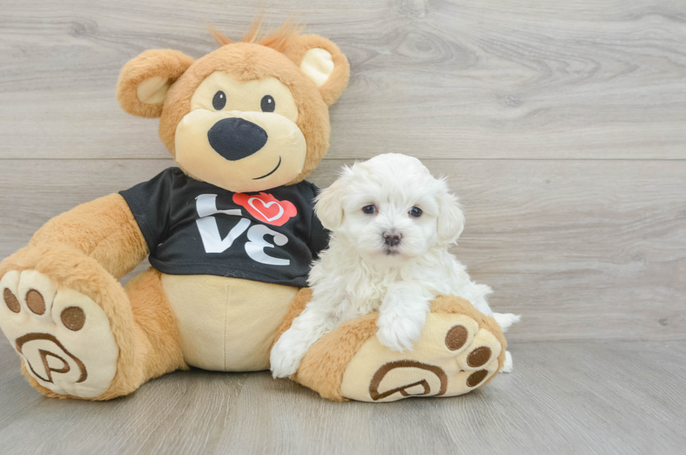 6 week old Maltipoo Puppy For Sale - Premier Pups