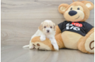 Friendly Maltipoo Baby