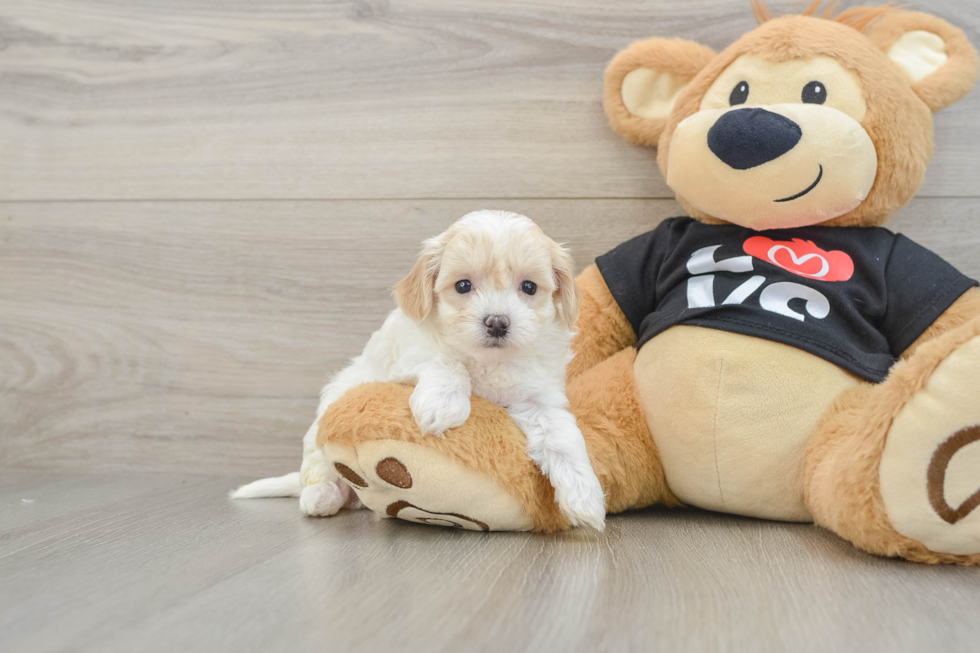 Friendly Maltipoo Baby