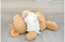 Maltipoo Puppy for Adoption