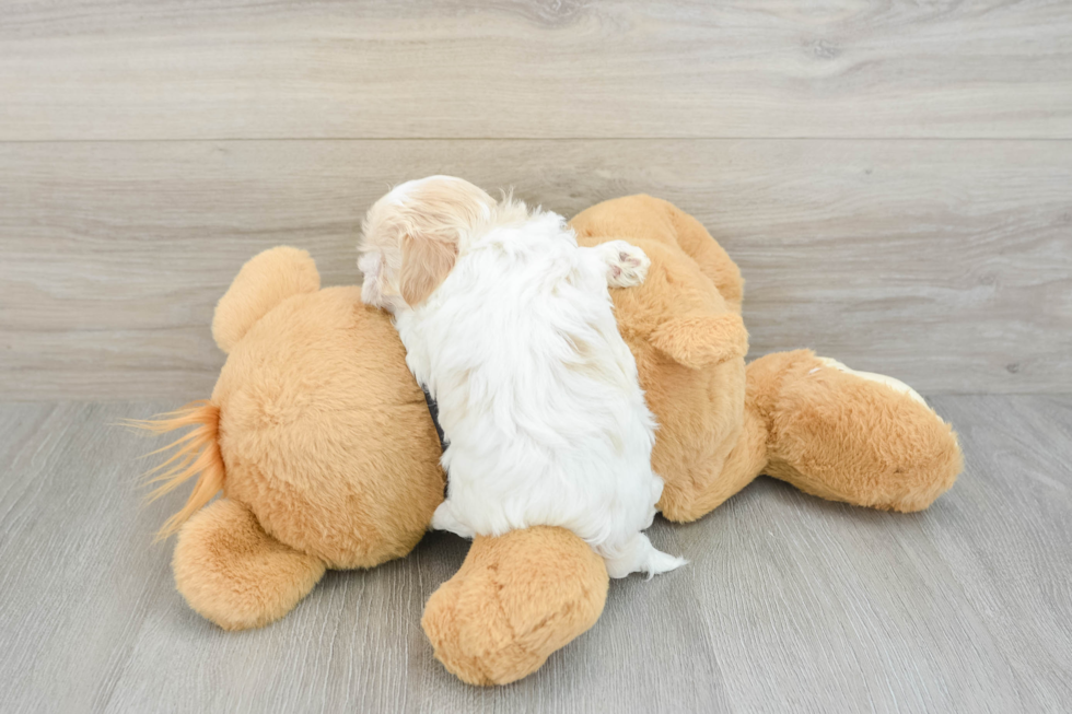 Maltipoo Puppy for Adoption