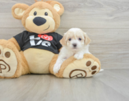 7 week old Maltipoo Puppy For Sale - Premier Pups