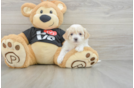 Maltipoo Puppy for Adoption