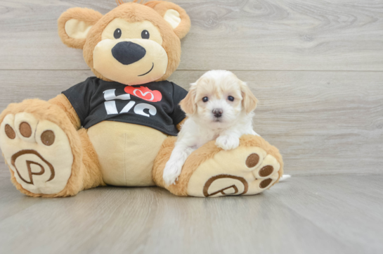 Maltipoo Puppy for Adoption