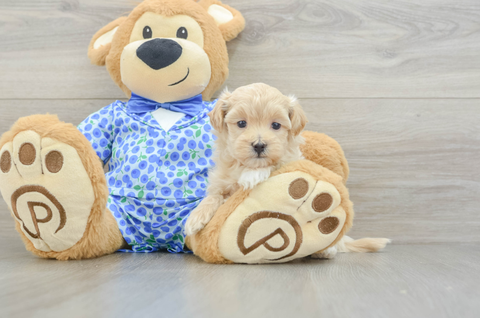 5 week old Maltipoo Puppy For Sale - Premier Pups