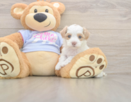 7 week old Maltipoo Puppy For Sale - Premier Pups