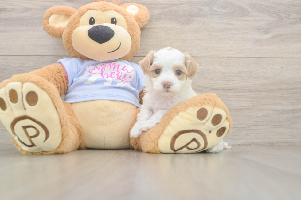 5 week old Maltipoo Puppy For Sale - Premier Pups