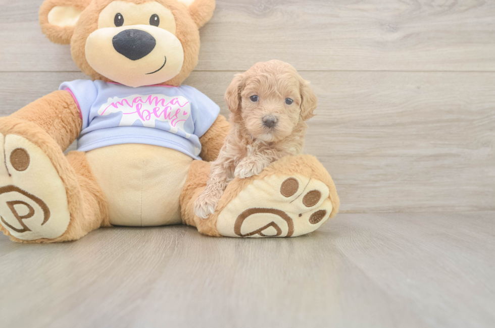 5 week old Maltipoo Puppy For Sale - Premier Pups