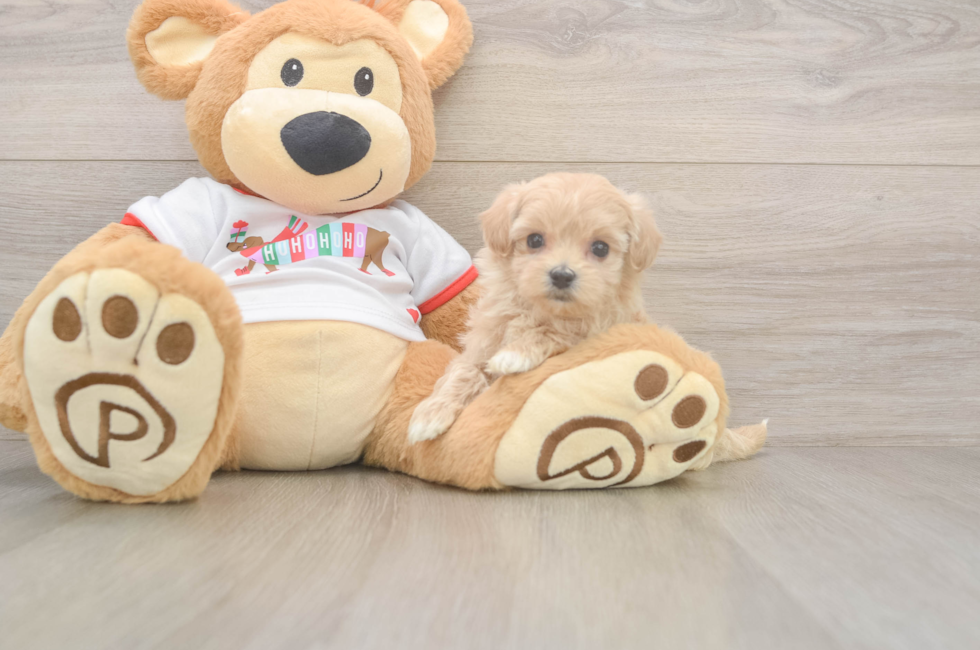 5 week old Maltipoo Puppy For Sale - Premier Pups
