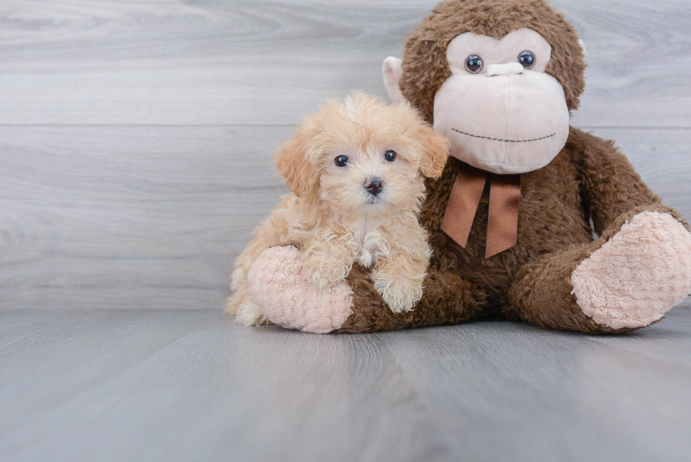 Maltipoo Pup Being Cute