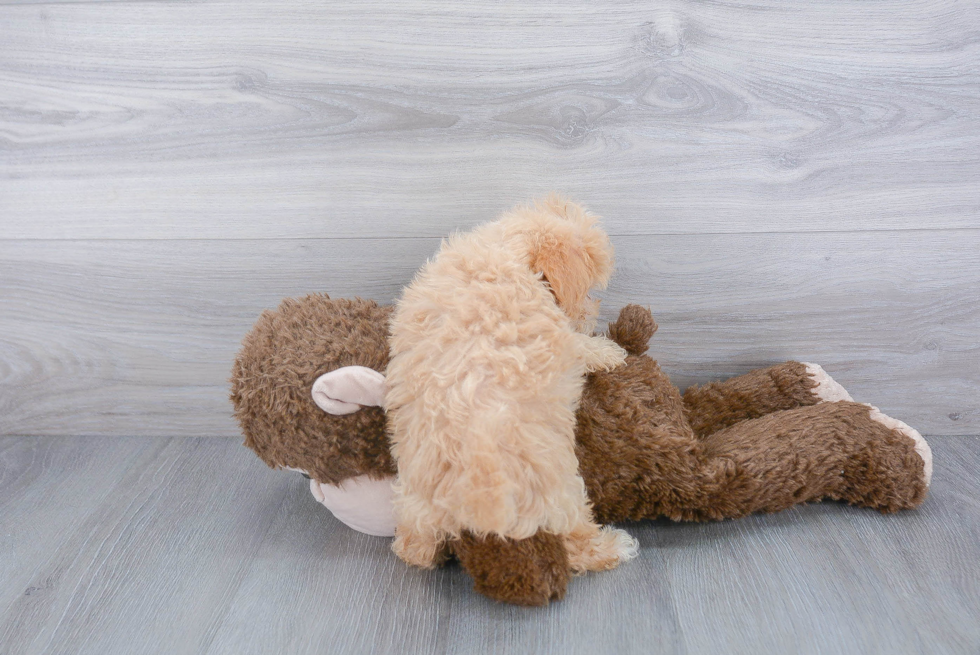 Cute Maltipoo Baby