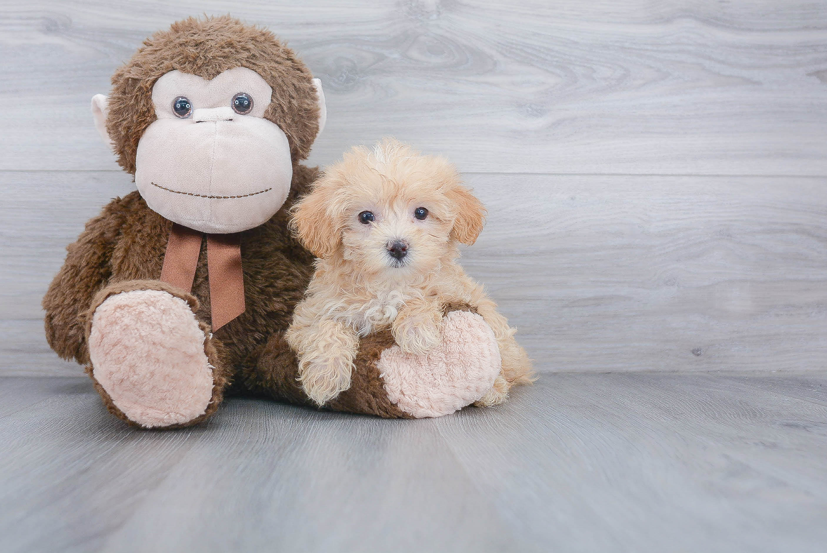 Best Maltipoo Baby