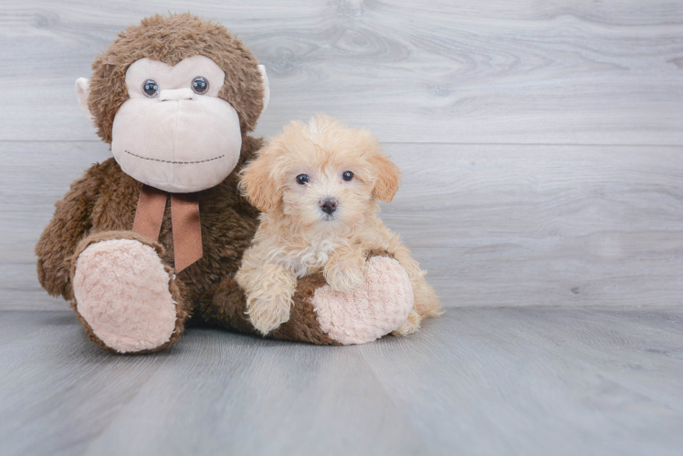 Best Maltipoo Baby