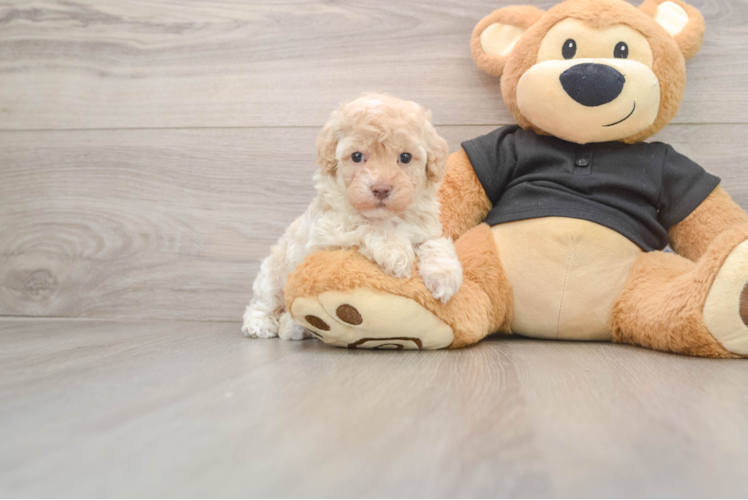 Happy Maltipoo Baby