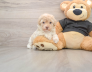 7 week old Maltipoo Puppy For Sale - Premier Pups