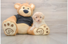 Smart Maltipoo Poodle Mix Pup