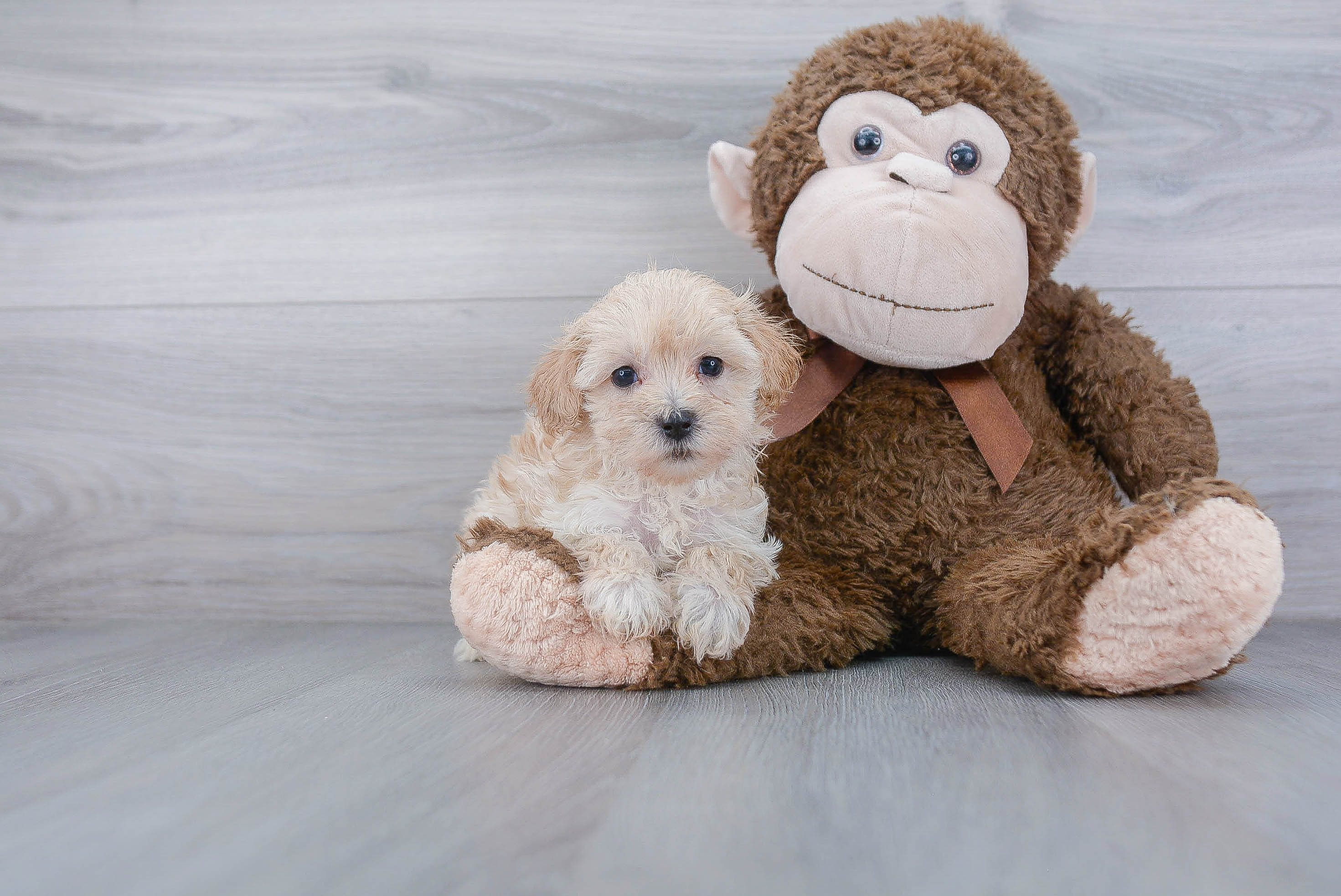 Best Maltipoo Baby