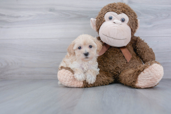 Best Maltipoo Baby