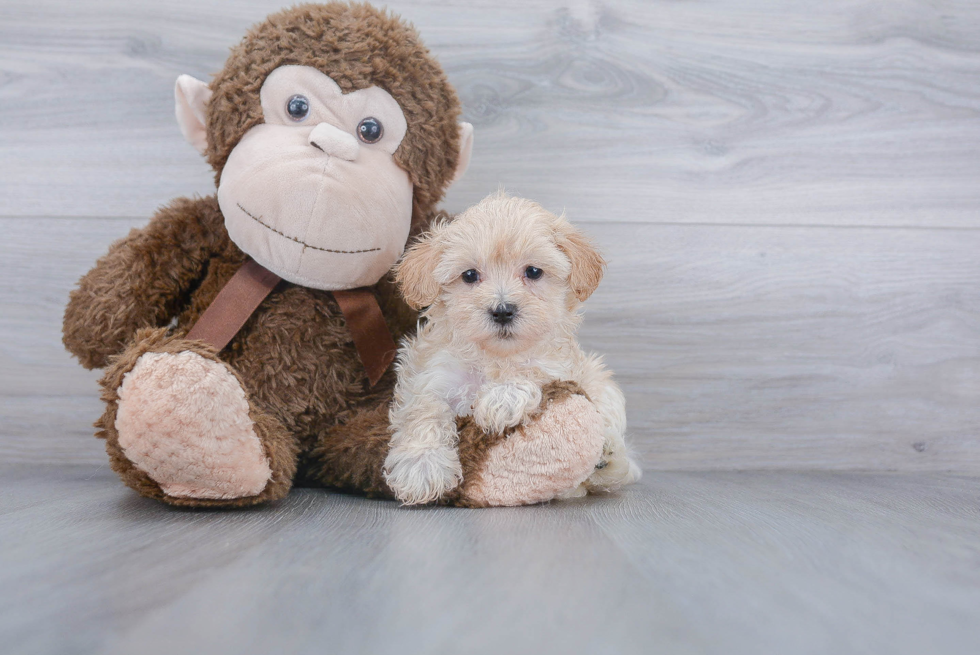 Best Maltipoo Baby