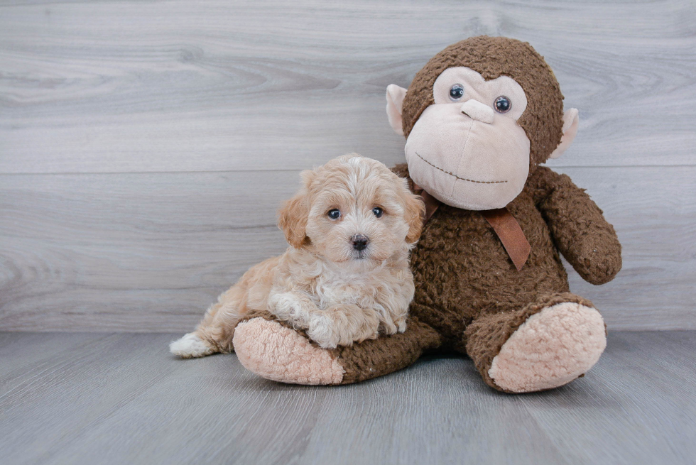 Hypoallergenic Maltese Poodle Poodle Mix Puppy