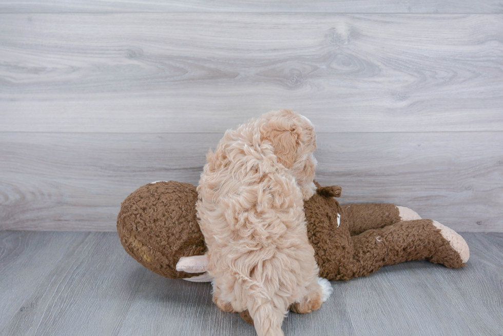 Happy Maltipoo Baby