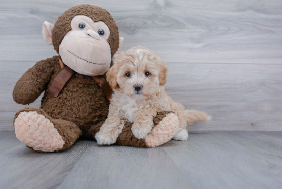 Maltipoo Puppy for Adoption