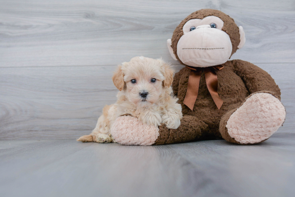 Friendly Maltipoo Baby