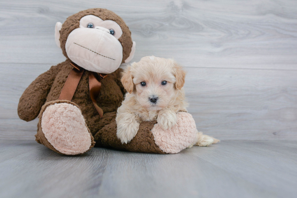 Smart Maltipoo Poodle Mix Pup