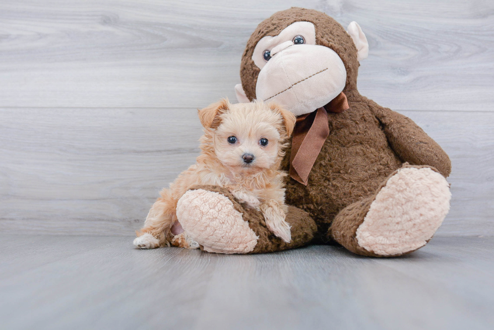 Maltipoo Puppy for Adoption