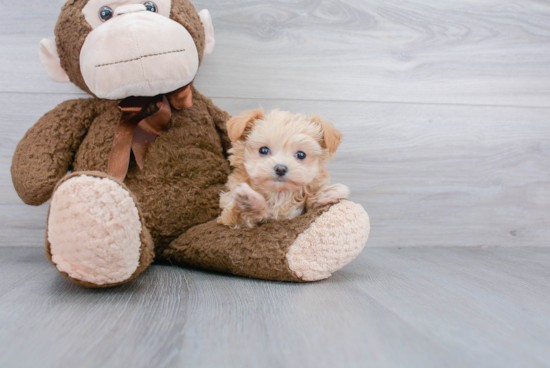 Maltipoo Puppy for Adoption