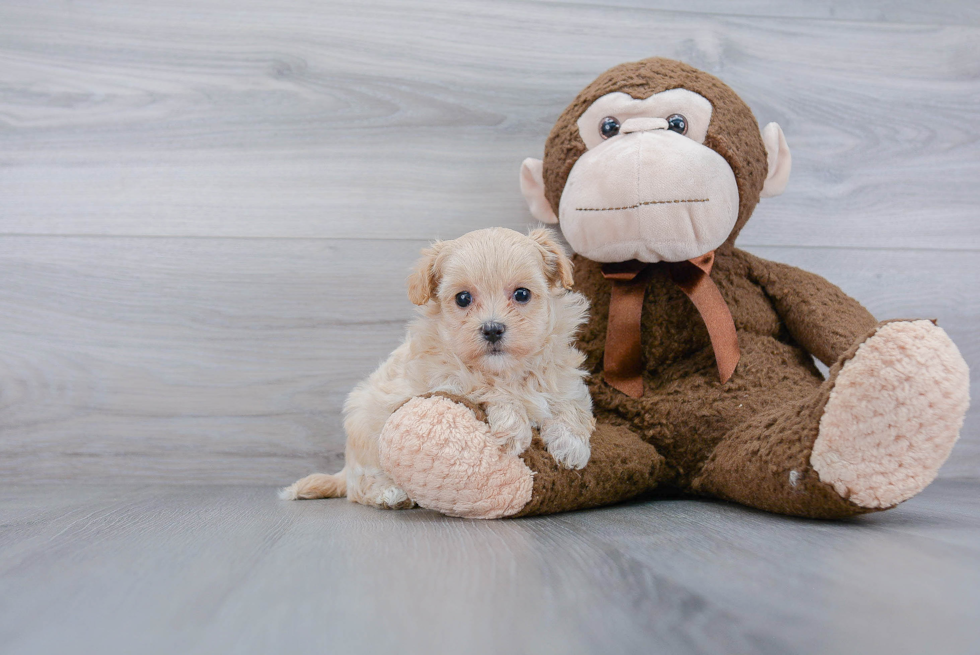 Adorable Maltepoo Poodle Mix Puppy