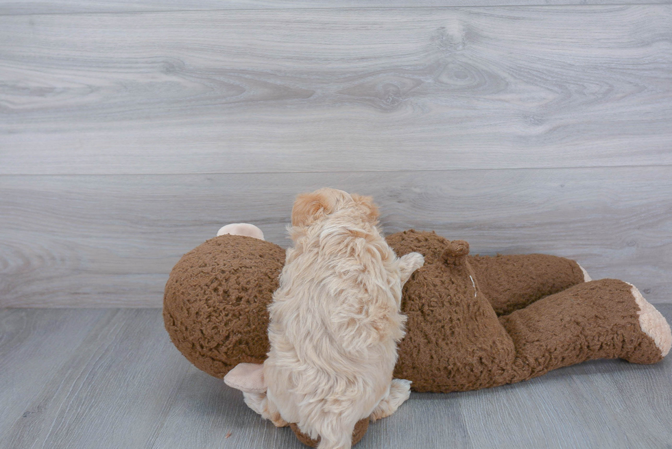 Smart Maltipoo Poodle Mix Pup