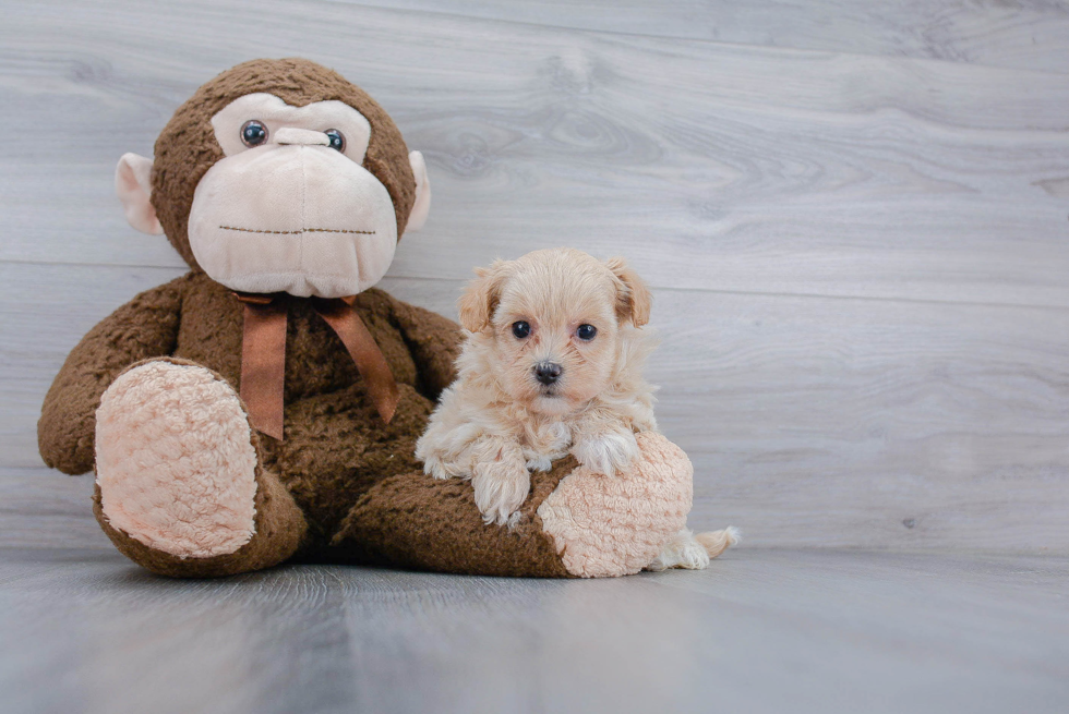 Maltipoo Puppy for Adoption