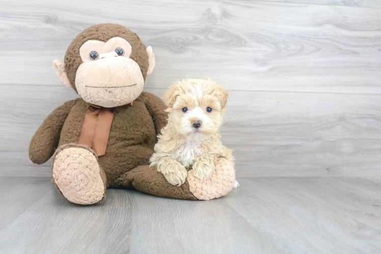 Energetic Maltese Poodle Poodle Mix Puppy