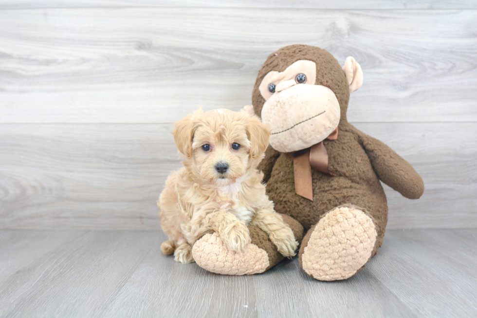 Petite Maltipoo Poodle Mix Pup