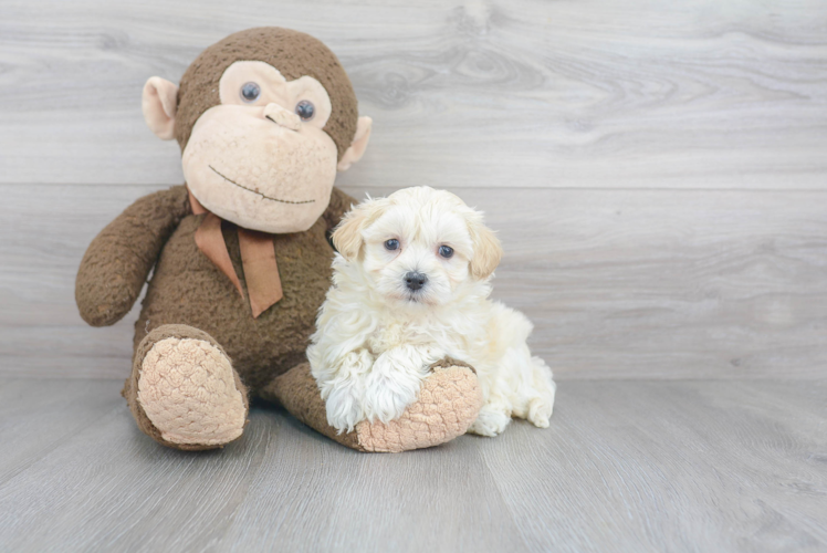 Popular Maltipoo Poodle Mix Pup