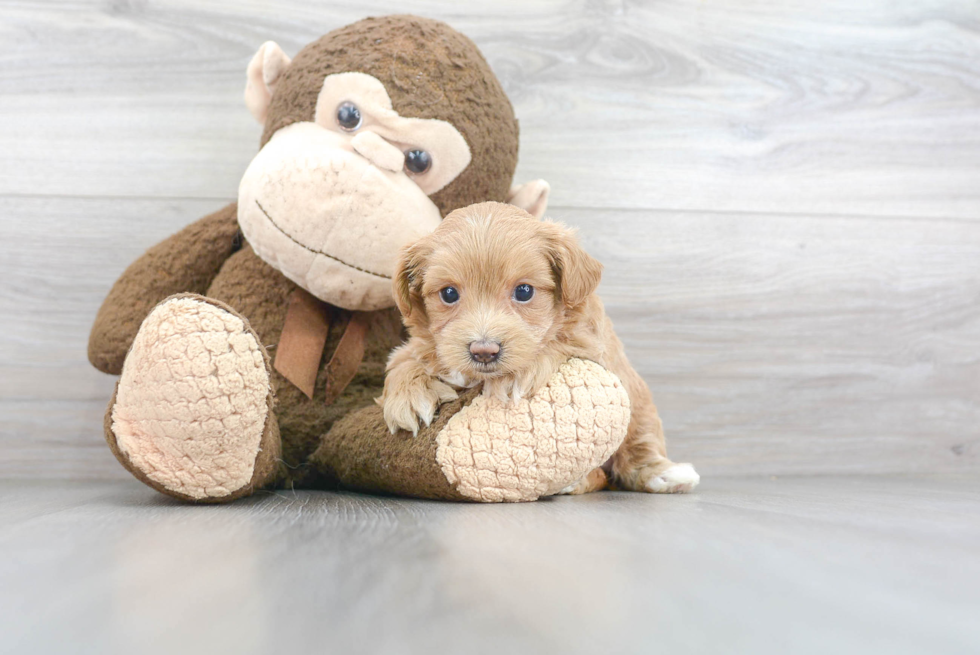 Funny Maltipoo Poodle Mix Pup