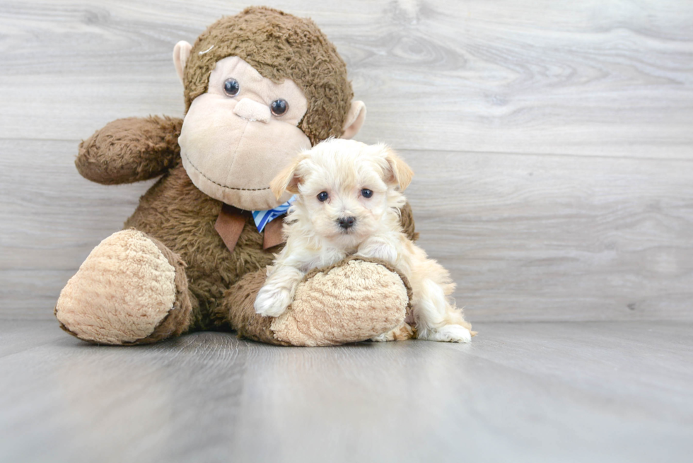 Maltipoo Pup Being Cute