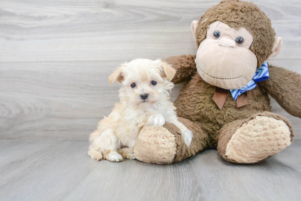 Happy Maltipoo Baby