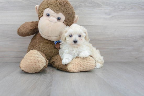 Adorable Maltepoo Poodle Mix Puppy