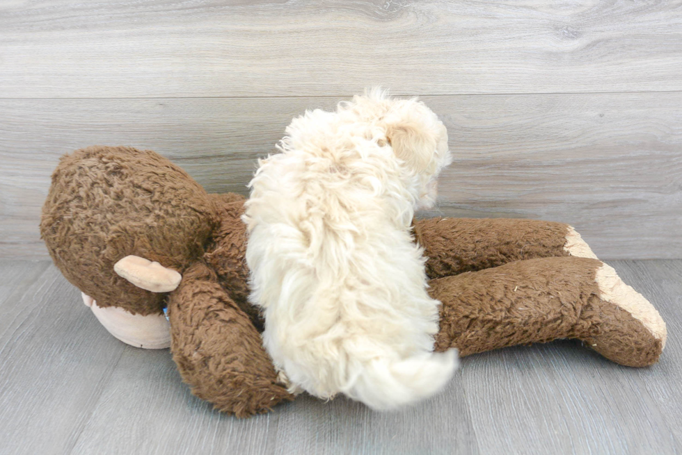 Fluffy Maltipoo Poodle Mix Pup