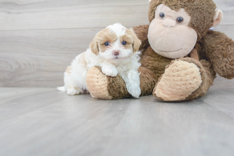 Popular Maltipoo Poodle Mix Pup