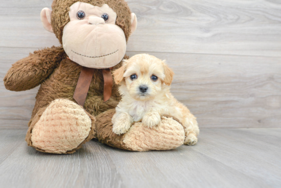 Playful Maltepoo Poodle Mix Puppy