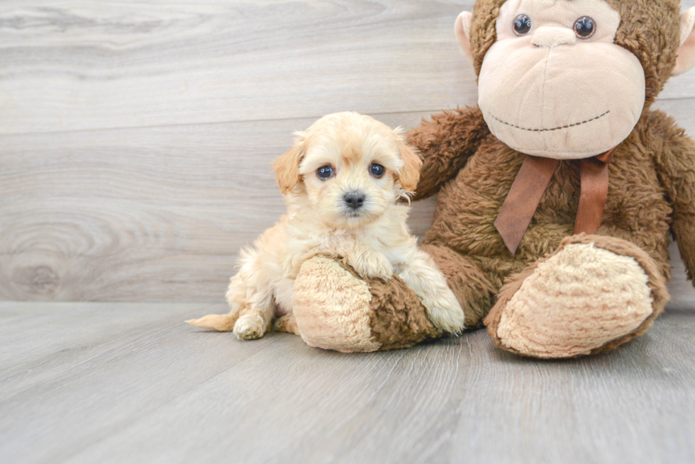 Happy Maltipoo Baby