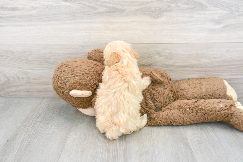 Maltipoo Pup Being Cute