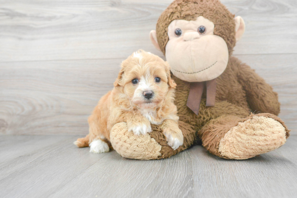 Best Maltipoo Baby