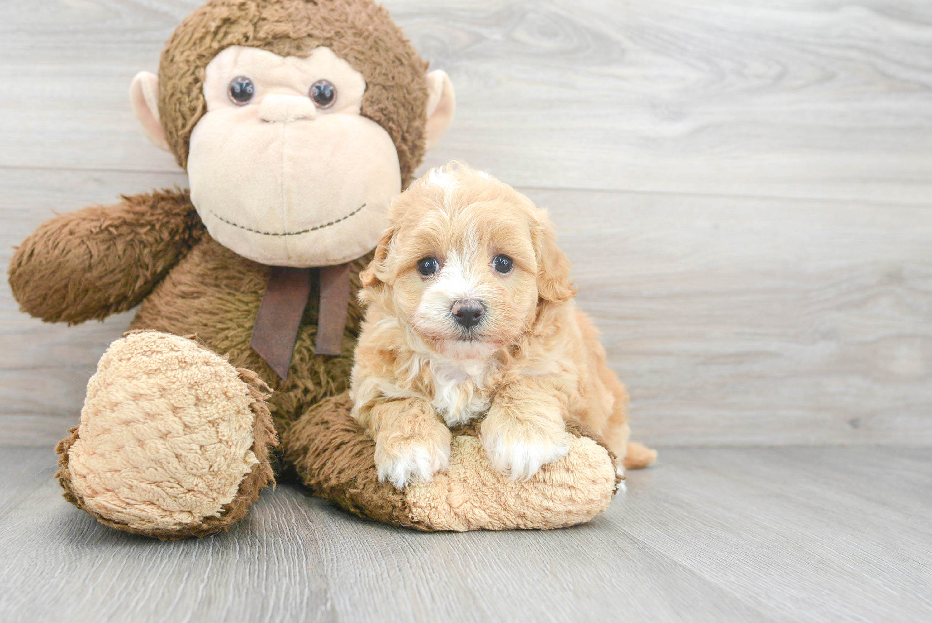 Best Maltipoo Baby