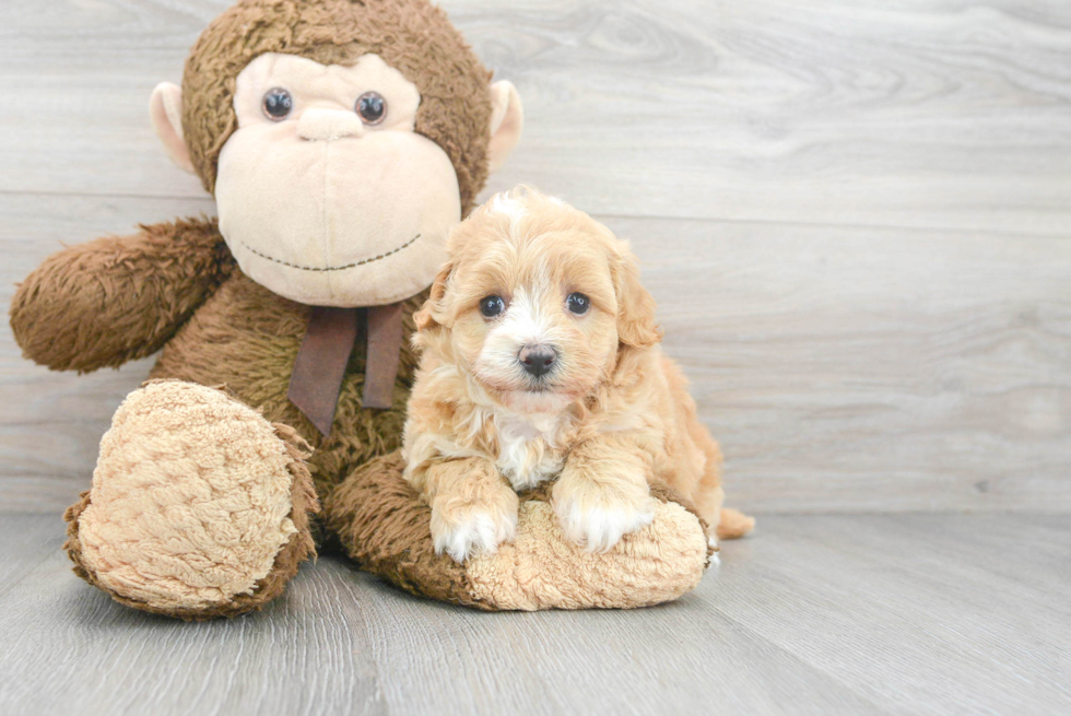 Best Maltipoo Baby